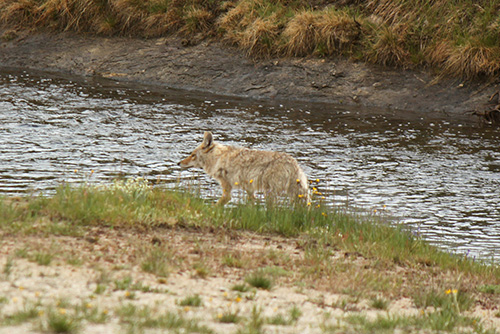 Coyote