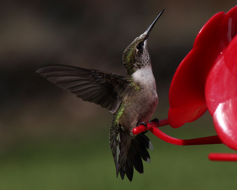 Hummingbird