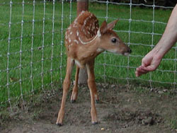 Great close-up of one of the little ones