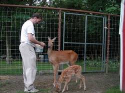 One of the fawns comes up