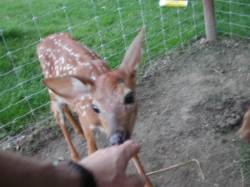 Licking my hand -- so very funny! I was salty!!!