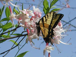 Butterfly against the blue sky!