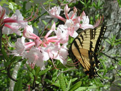 Another good close-up on the azaleas