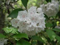 Close-up of the laurel blooms